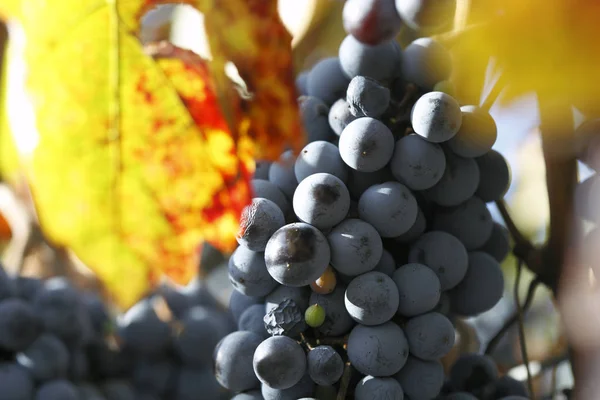 Beautiful Fresh Bunches Ripe Grapes — Stock Photo, Image