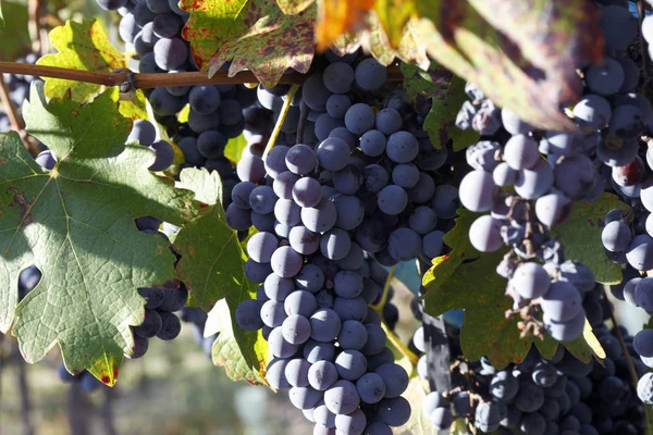 Hermosos Racimos Frescos Uvas Maduras — Foto de Stock