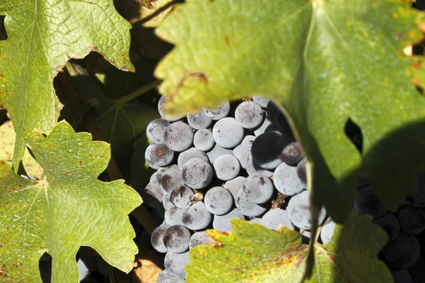 Bellissimi Grappoli Freschi Uva Matura — Foto Stock