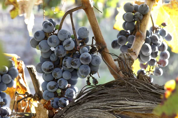 Hermosos Racimos Frescos Uvas Maduras —  Fotos de Stock