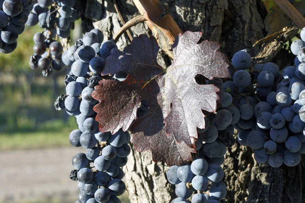 Bellissimi Grappoli Freschi Uva Matura — Foto Stock