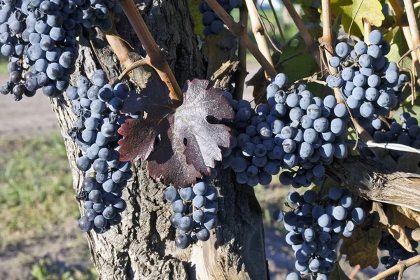 Hermosos Racimos Frescos Uvas Maduras —  Fotos de Stock