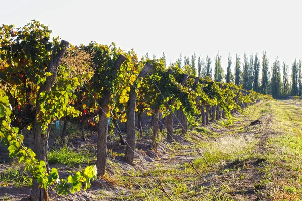 Прекрасные Свежие Гроздья Спелого Винограда — стоковое фото
