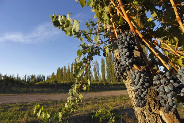 Beautiful Fresh Bunches Ripe Grapes — Stock Photo, Image