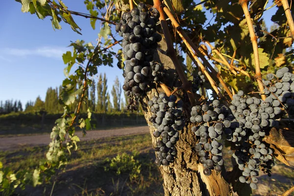 Belos Cachos Frescos Uvas Maduras — Fotografia de Stock