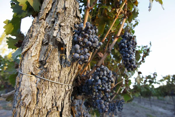 美丽的新鲜的葡萄串成熟 自然背景 — 图库照片
