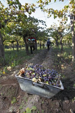 Üzümler vaktinden önce hasat Mendoza, Arjantin