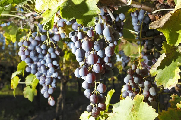 Grapes Plantation Mendoza Argentina — Stock Photo, Image