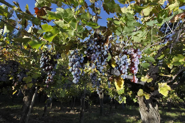 Plantaciones Uvas Mendoza Argentina —  Fotos de Stock