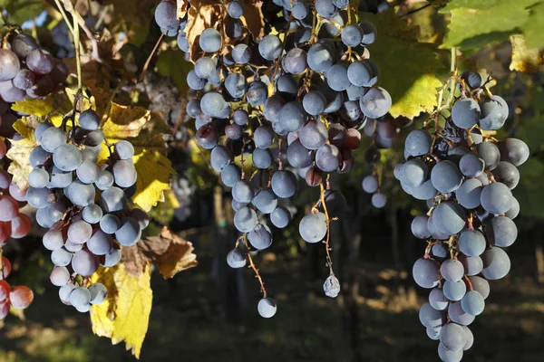 Виноградная Плантация Мендосе — стоковое фото