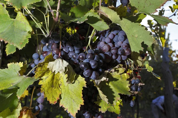 Grapes Plantation Mendoza Argentina — Stock Photo, Image