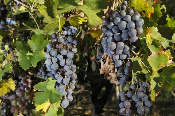 Plantaciones Uvas Mendoza Argentina — Foto de Stock