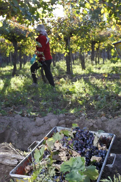 Vinskörden Mendoza Argentina — Stockfoto