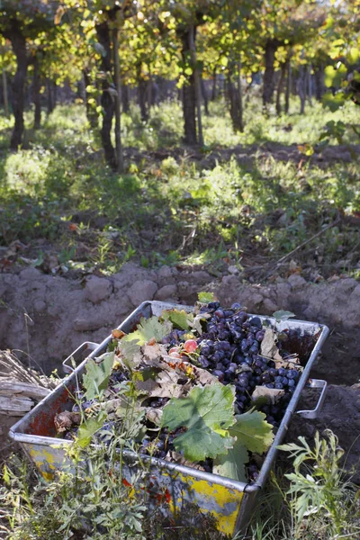 Урожай Винограда Мендосе — стоковое фото