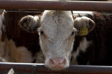 Hereford sığır çiftliğinde inek