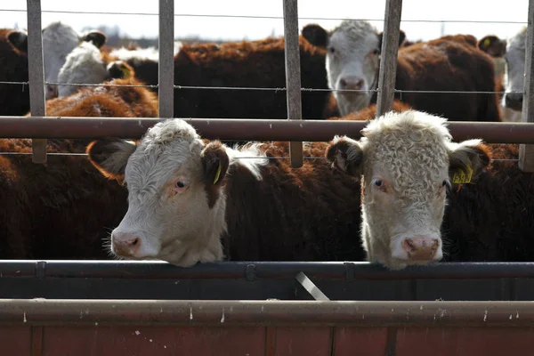 Vacche Presso Allevamento Bovini Hereford — Foto Stock