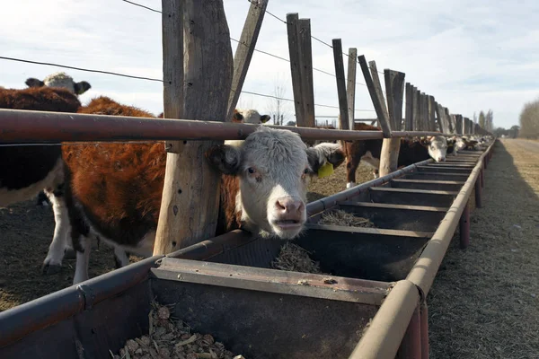 Vacas Granja Ganado Hereford —  Fotos de Stock