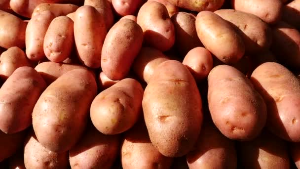 Fresh Sweet Potatoes Market Stall — Stock Video
