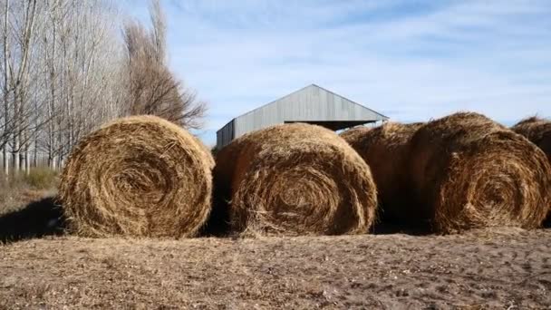 牛の圧延の干し草のクローズ アップ ビュー — ストック動画