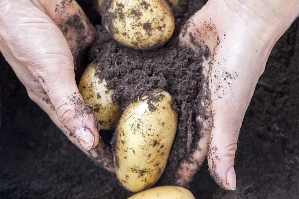 Colheita de batatas com a mão na fazenda — Fotografia de Stock