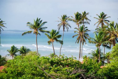 Jericoacoara, Brezilya 'nın Ceara eyaletinin Jijoca de Jericoacoara eyaletinin batı kıyısındaki kum tepelerinin arkasında saklanan bakir bir plajdır.