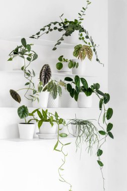 Beyaz oturma odasındaki beyaz raflarda modern ev bitkileri, asgari yaratıcı ev dekorasyonu konsepti, Silver Dollar Vine, Begonia, Vanilla Orchid, Monstera Peru, Alocasia Cuprea, Pilea Peperomioides