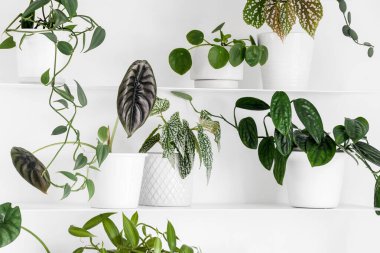 Beyaz oturma odasındaki beyaz raflarda modern ev bitkileri, asgari yaratıcı ev dekorasyonu konsepti, Silver Dollar Vine, Begonia, Vanilla Orchid, Monstera Peru, Alocasia Cuprea, Pilea Peperomioides