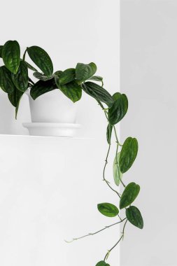 Beyaz oturma odasındaki beyaz rafta modern ev bitkileri, en az yaratıcı ev dekorasyonu konsepti, Monstera Peru veya Monstera Karstenianum