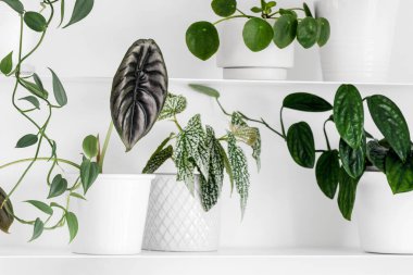 Beyaz oturma odasındaki beyaz raflarda modern ev bitkileri, asgari yaratıcı ev dekorasyonu konsepti, Silver Dollar Vine, Begonia, Vanilla Orchid, Monstera Peru, Alocasia Cuprea, Pilea Peperomioides