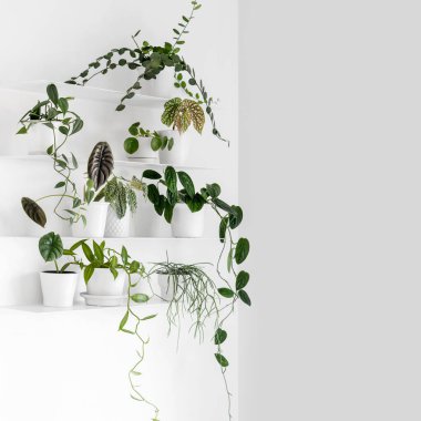 Beyaz oturma odasındaki beyaz duvar raflarında modern ev bitkileri, kopyalama alanı, Silver Dollar Vine, Begonia, Vanilla Orchid, Monstera Peru, Alocasia Cuprea, Pilea Peperomioides