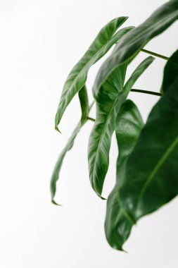 Philodendron Burle Marx beyaz arkaplanlı, yaratıcı tropikal bitki kavramına sahiptir.