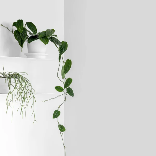 Modern Houseplants White Shelf White Living Room Minimal Creative Home — Stock Photo, Image