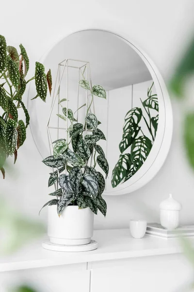 Modern houseplants on a white drawer with a white round mirror in the white living room, minimal creative home decor concept, Scindapsus Pictus Silver Lady, Begonia Maculata Wightii, Monstera Epipremnoides