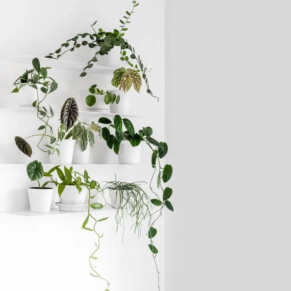 Modern Houseplants White Wall Shelves White Living Room Minimal Creative — Stock Photo, Image