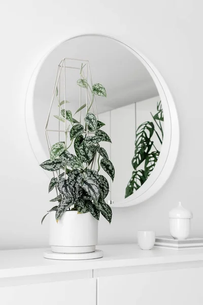 Moderní Pokojové Rostliny Bílém Šuplíku Bílým Kulatým Zrcadlem Bílém Obývacím Stock Fotografie