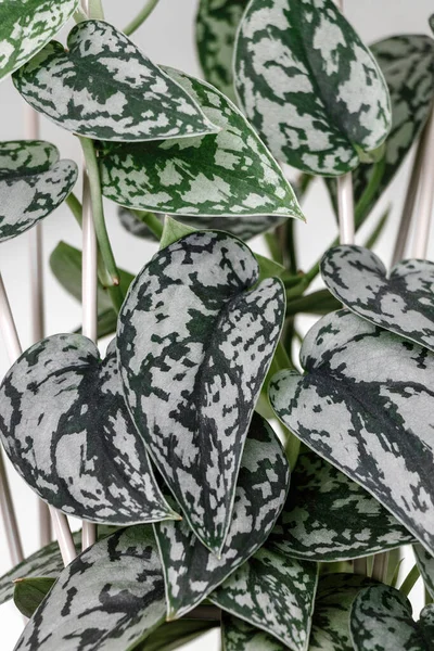 Scindapsus Pictus Silver Lady Deixa Fundo Branco Conceito Planta Tropical Imagem De Stock