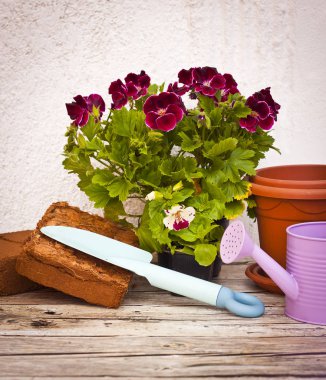 Bahçecilik aletleri ve ahşap zemin üzerine çiçek