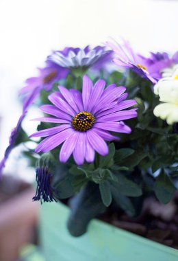 Bahçecilik aletleri ve ahşap zemin üzerine çiçek