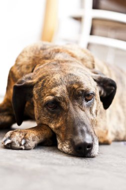 Üzgün köpek evde yerde yatıyor. Kameraya bakarak şirin evde beslenen hayvan