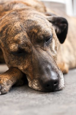 Üzgün köpek evde yerde yatıyor. Kameraya bakarak şirin evde beslenen hayvan