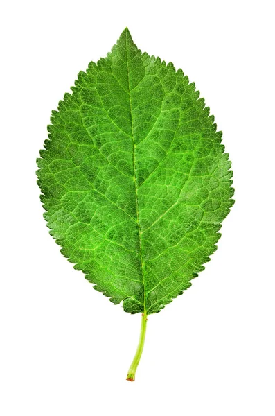 Plum leaf isolated on a white — Stock Photo, Image