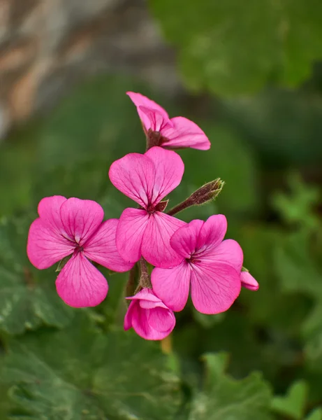 Flores de gerânio rosa close-up — Fotografia de Stock