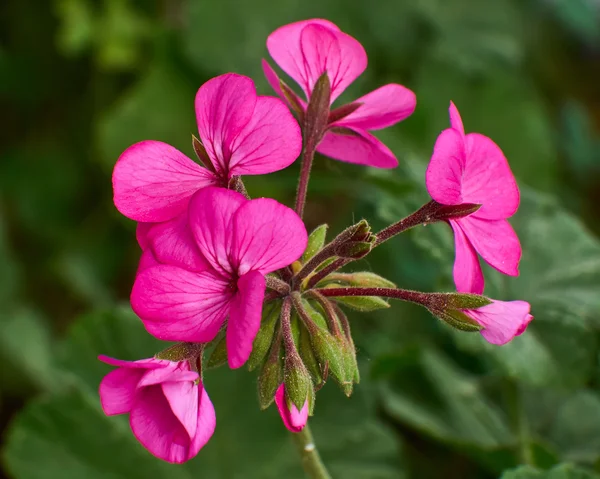 Rosa pelargon blommor closeup — Stockfoto