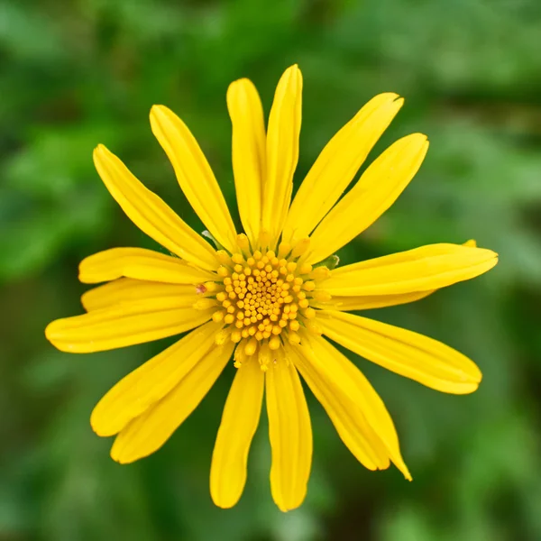 Margarita flower closeup — Stock Photo, Image