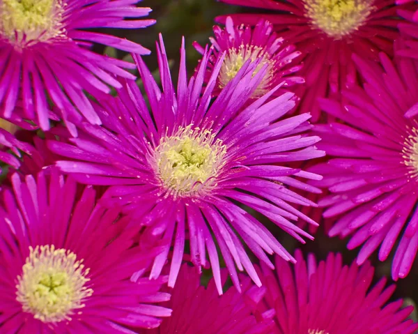 Pink flowers closeup, natural background — Stock Photo, Image