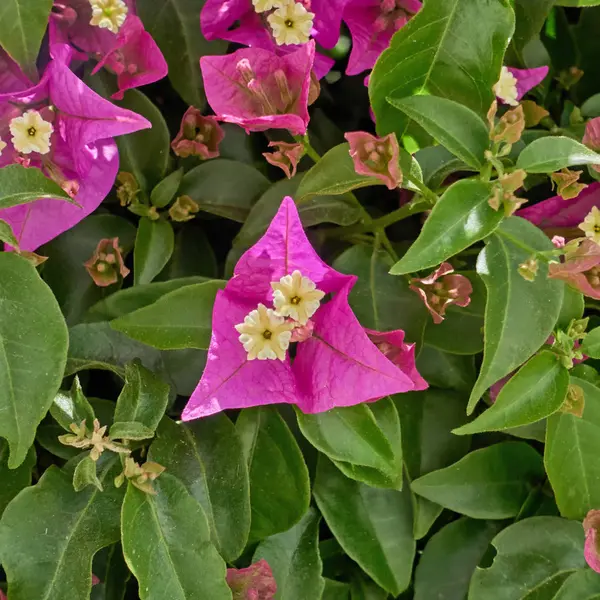 Popínavé rostliny květ záběr — Stock fotografie