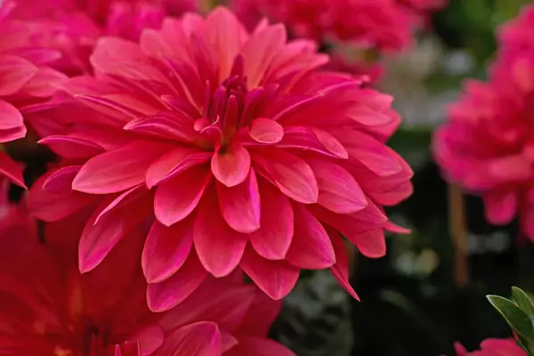 Dark pink dahlia flower closeup — Stock Photo, Image