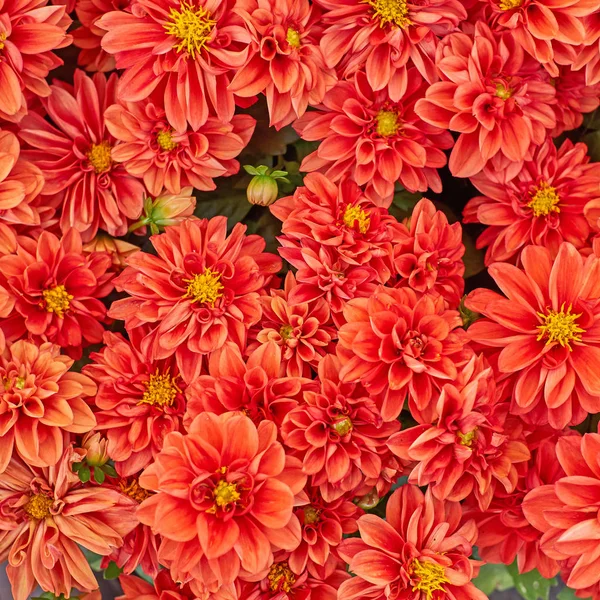 Πορτοκαλί Ντάλια λουλούδια κινηματογράφηση σε πρώτο πλάνο — Φωτογραφία Αρχείου