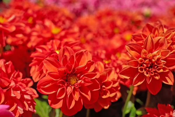 Orange dahlia flowers closeup — Stock Photo, Image