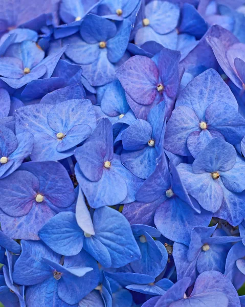 Синие гортензии цветы крупным планом — стоковое фото